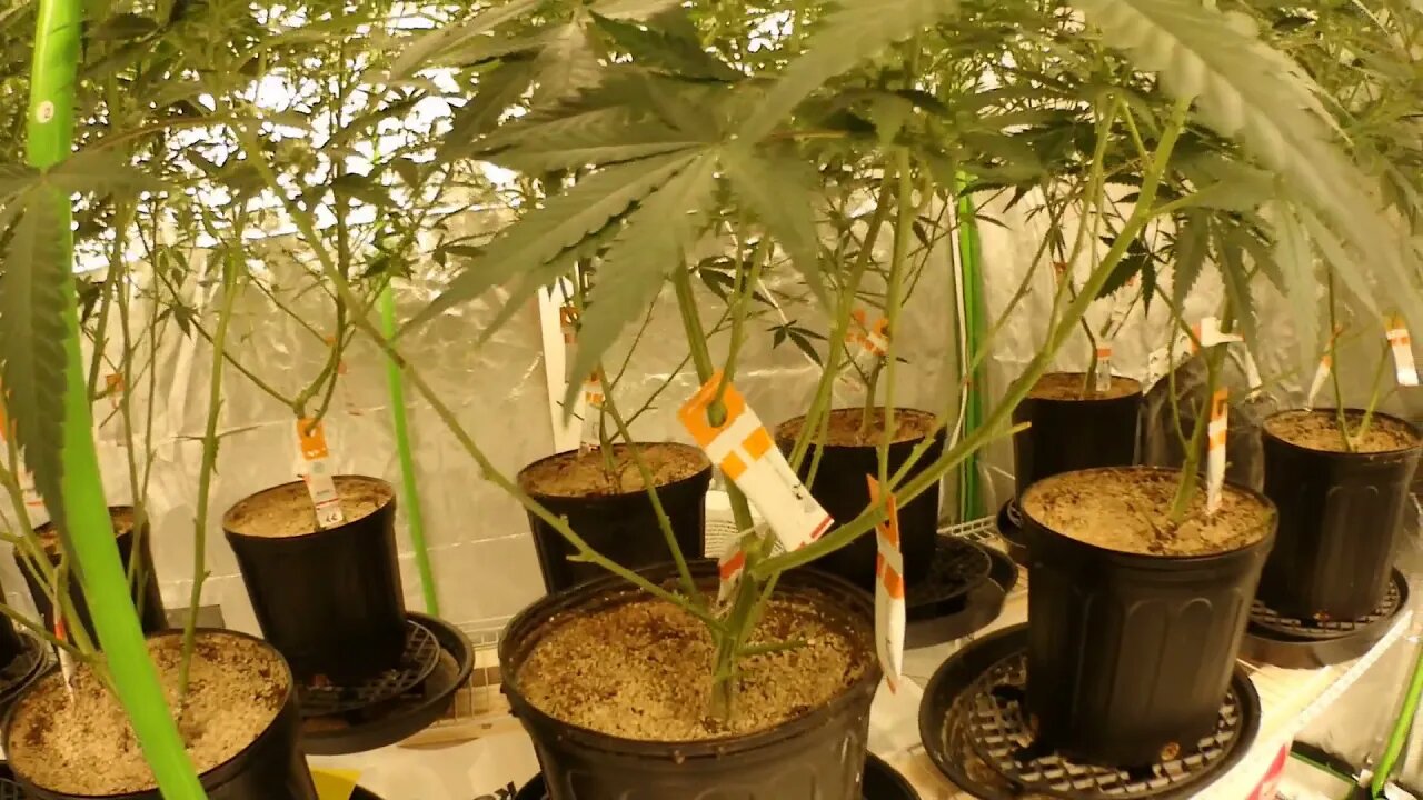 Week 3 And 4 Flowering Recap, Defoliation Before And After, Green Potion And Girl Scout Cookies