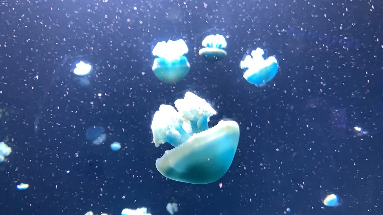 National Aquarium, Baltimore Maryland