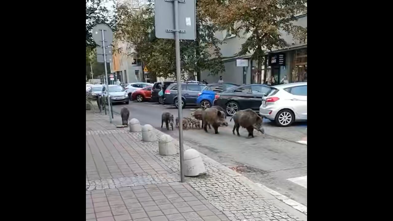 human don't mind us.
