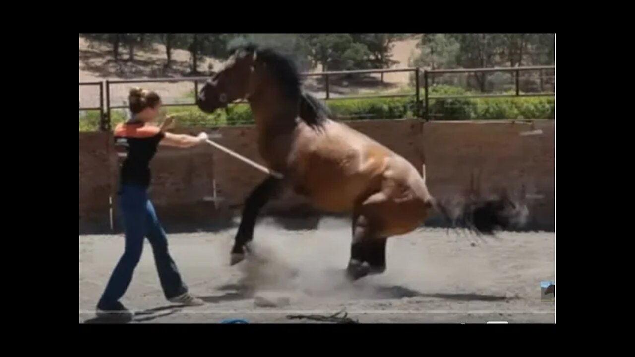 Wild Mustang Attacks Trainer - Is This Really A Unhandled Mustang? - I Give My Opinion