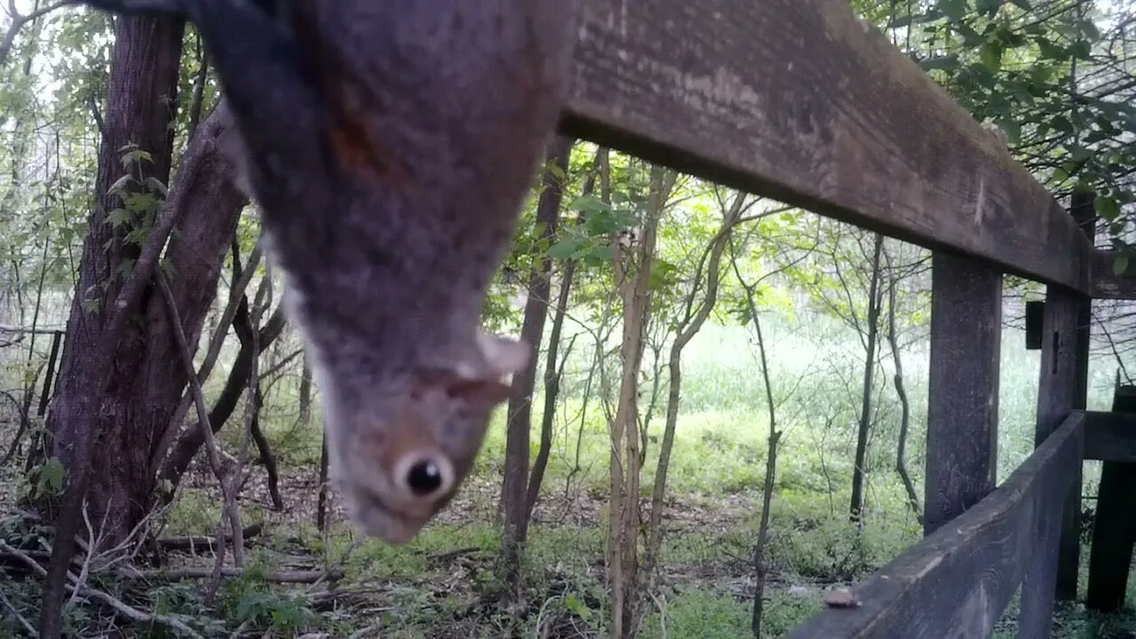 Extreme Squirrel closeup!