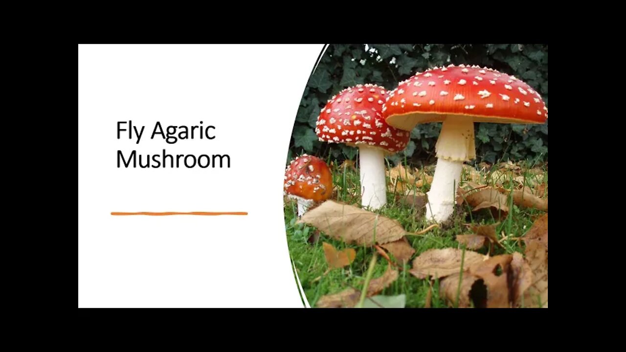 Fly Agaric Mushroom - Herbal Medicine