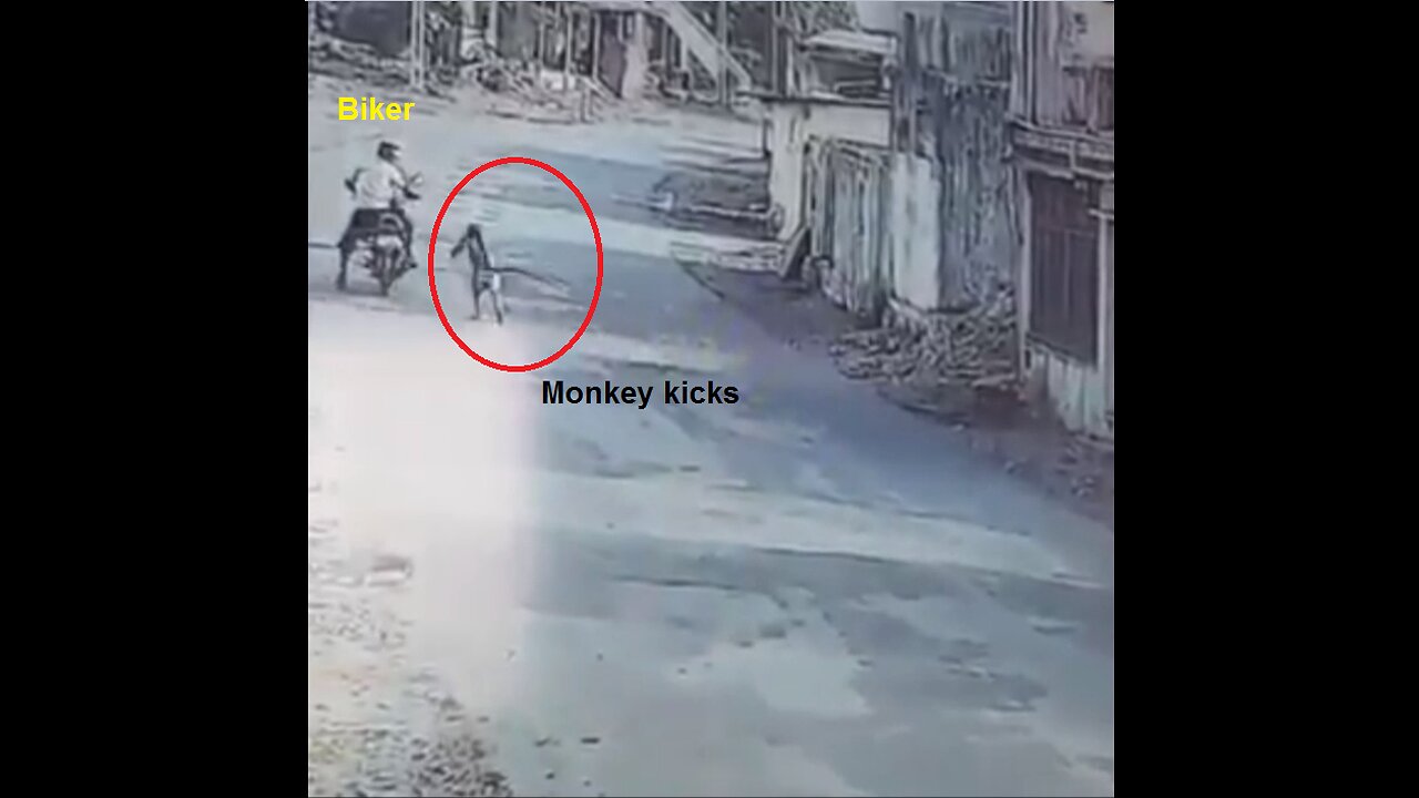 Wandering Monkey kicks men