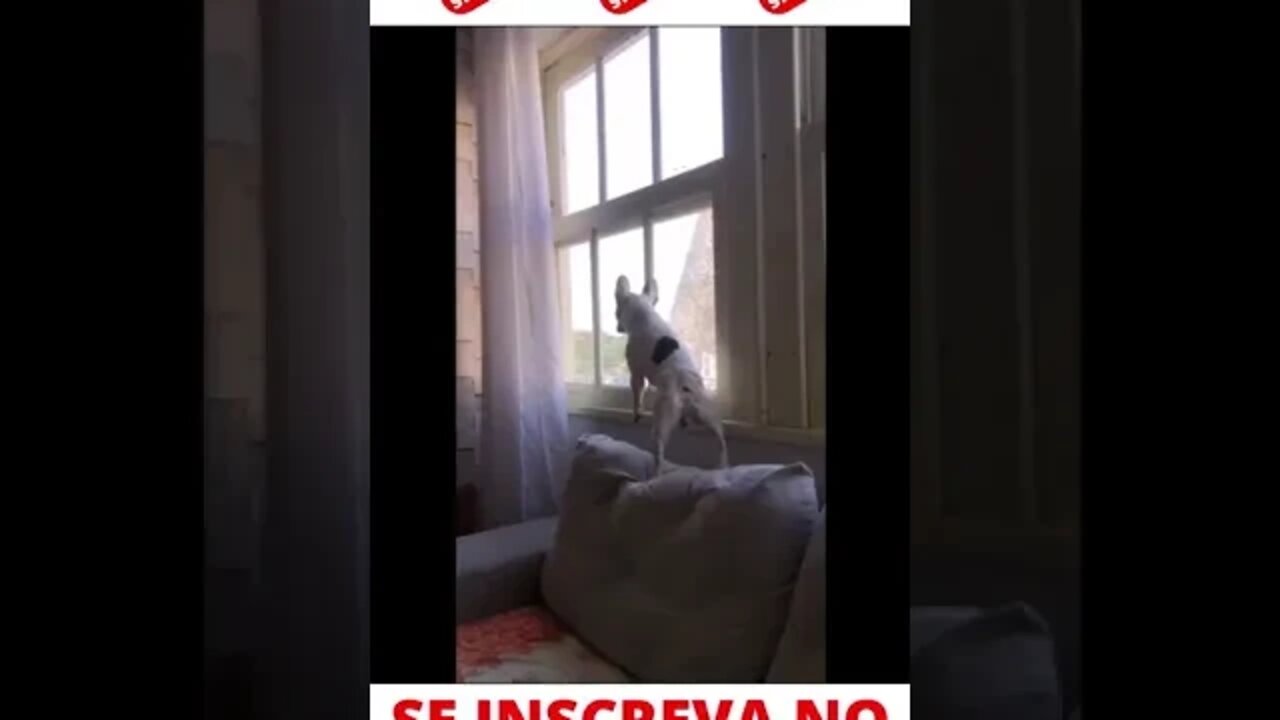 Cachorro Fofoqueiro #shorts