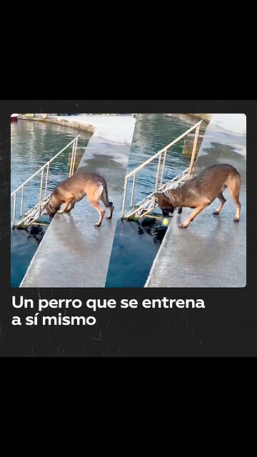 Un perro se entrena solo para jugar con su dueño