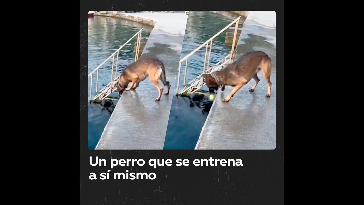 Un perro se entrena solo para jugar con su dueño