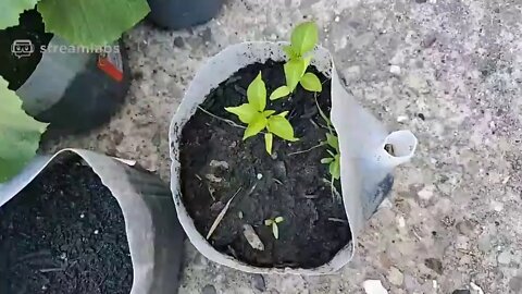 Garden Update 7/12
