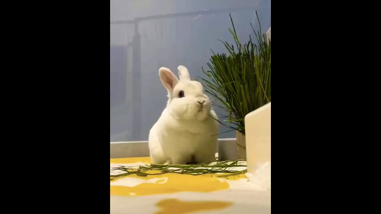 Cute 🥰 🥰 rabbit 🐇. A beautiful moment ☺️☺️