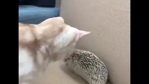 Hedgehog wants Cat's comfy spot