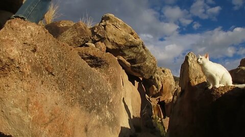 Our ats #38 #shorts - Rock Hopping by Pusspuss the Cat