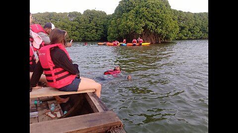 Mangrove Forest India