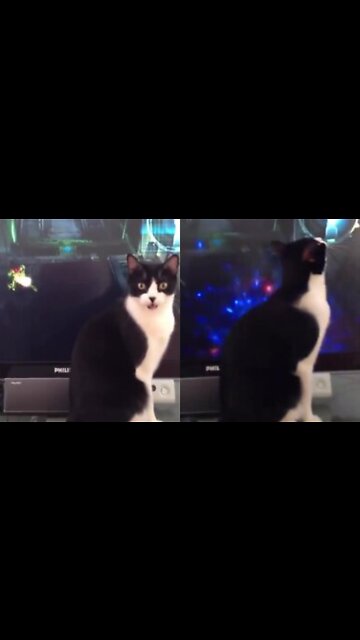 A cat who is being attacked insanely