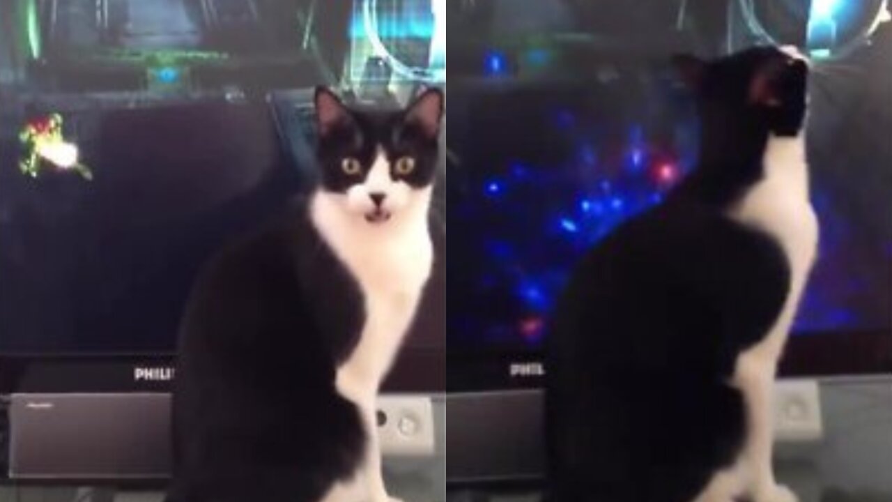A cat who is being attacked insanely