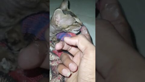 ill kitten eating dahi, ill kitten, ill, kitten, eating dahi, dahi, 🤒🤒🐈🐱#viral #trending #suggested