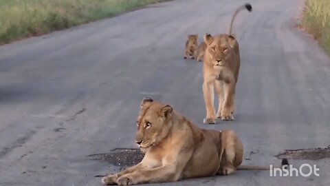 lion Family enjoying & tourists watching them closely..