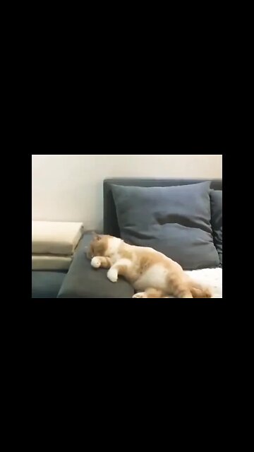 When your cat crashes his bicycle in his dream.. 😂 #shorts #shortsfeed #clips #shortvideo