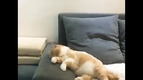 When your cat crashes his bicycle in his dream.. 😂 #shorts #shortsfeed #clips #shortvideo