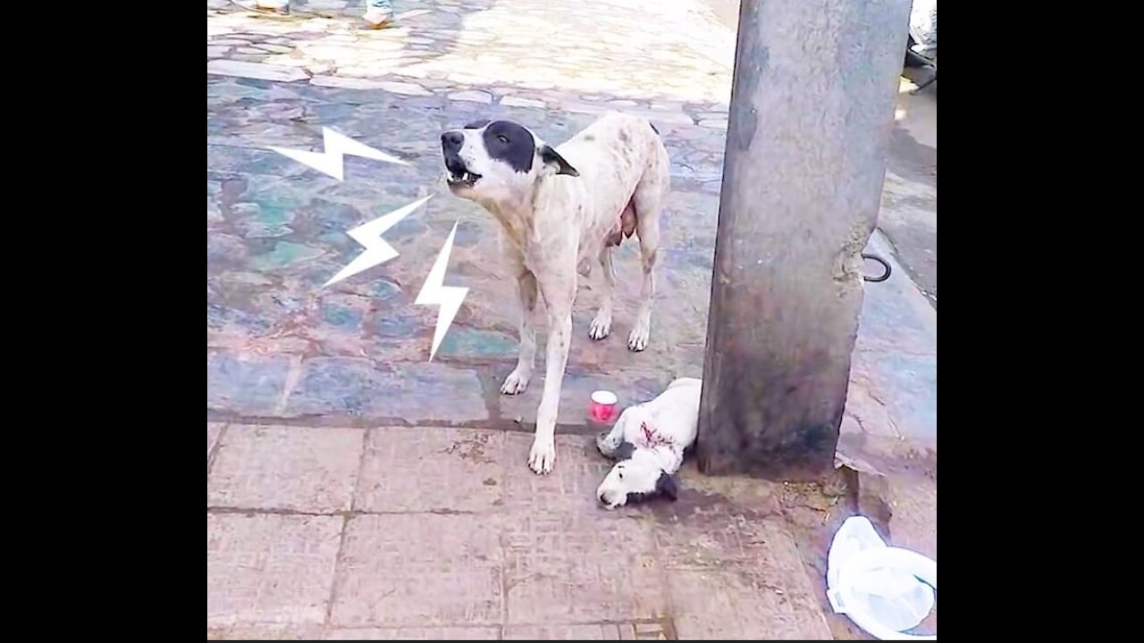 Mother dog sobs on tears seeking for help