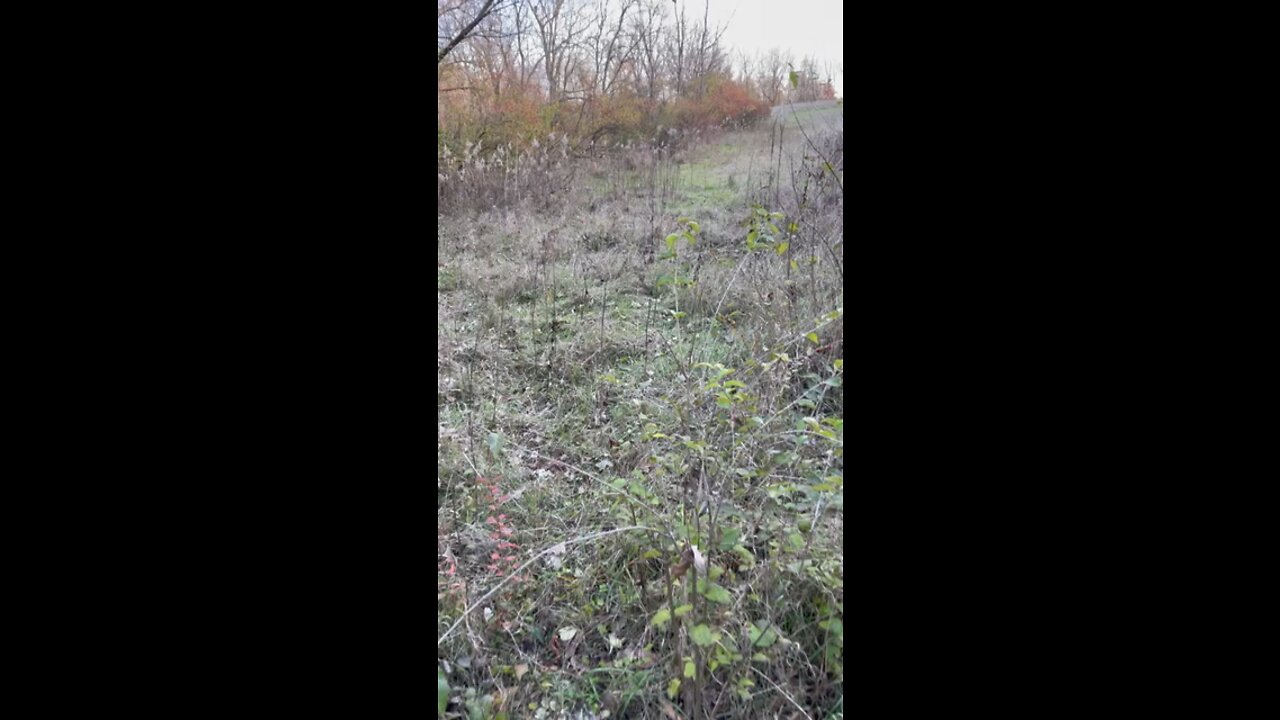 2021 Whitetail buck walk up