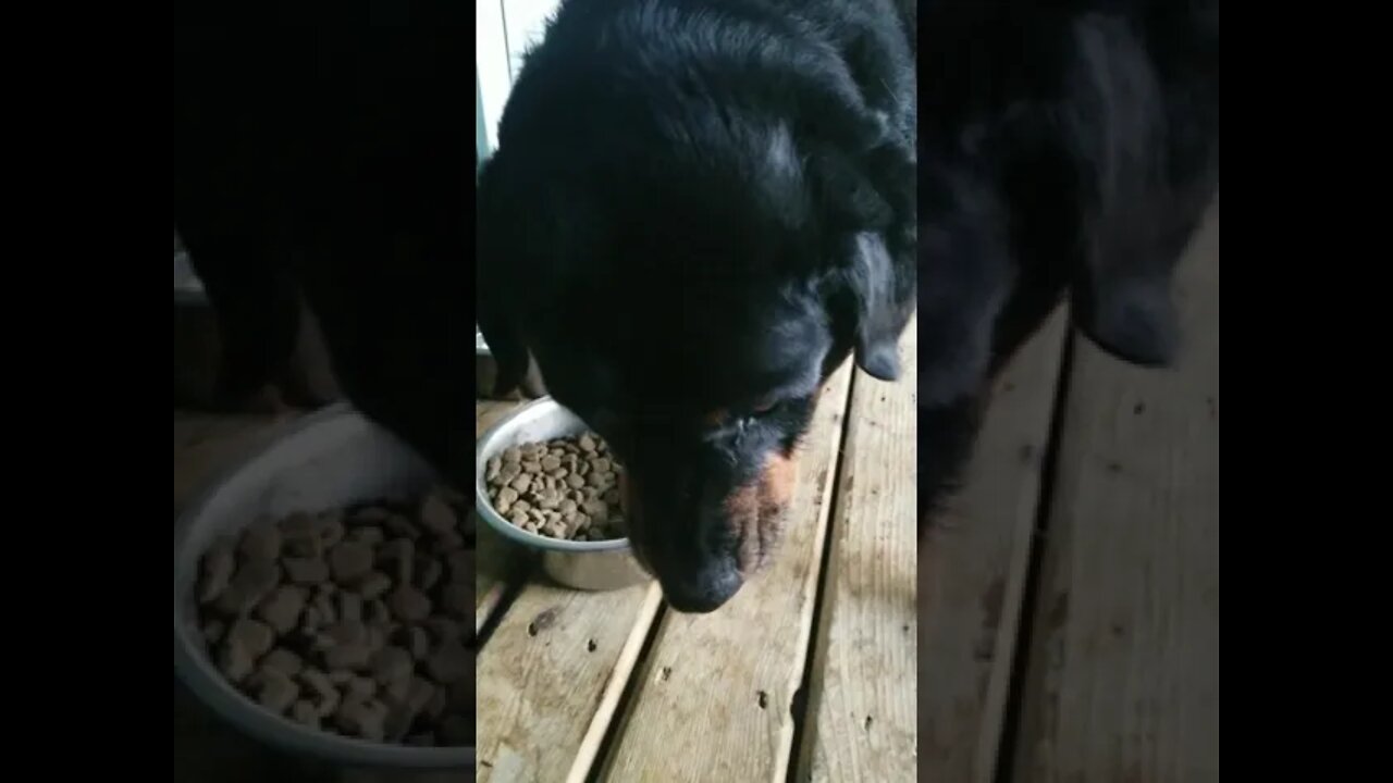 Rottweiler Eating ASMR #rottweiler #shorts 💖