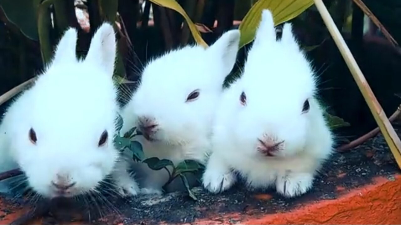 Cute Rabbits!! 🐇