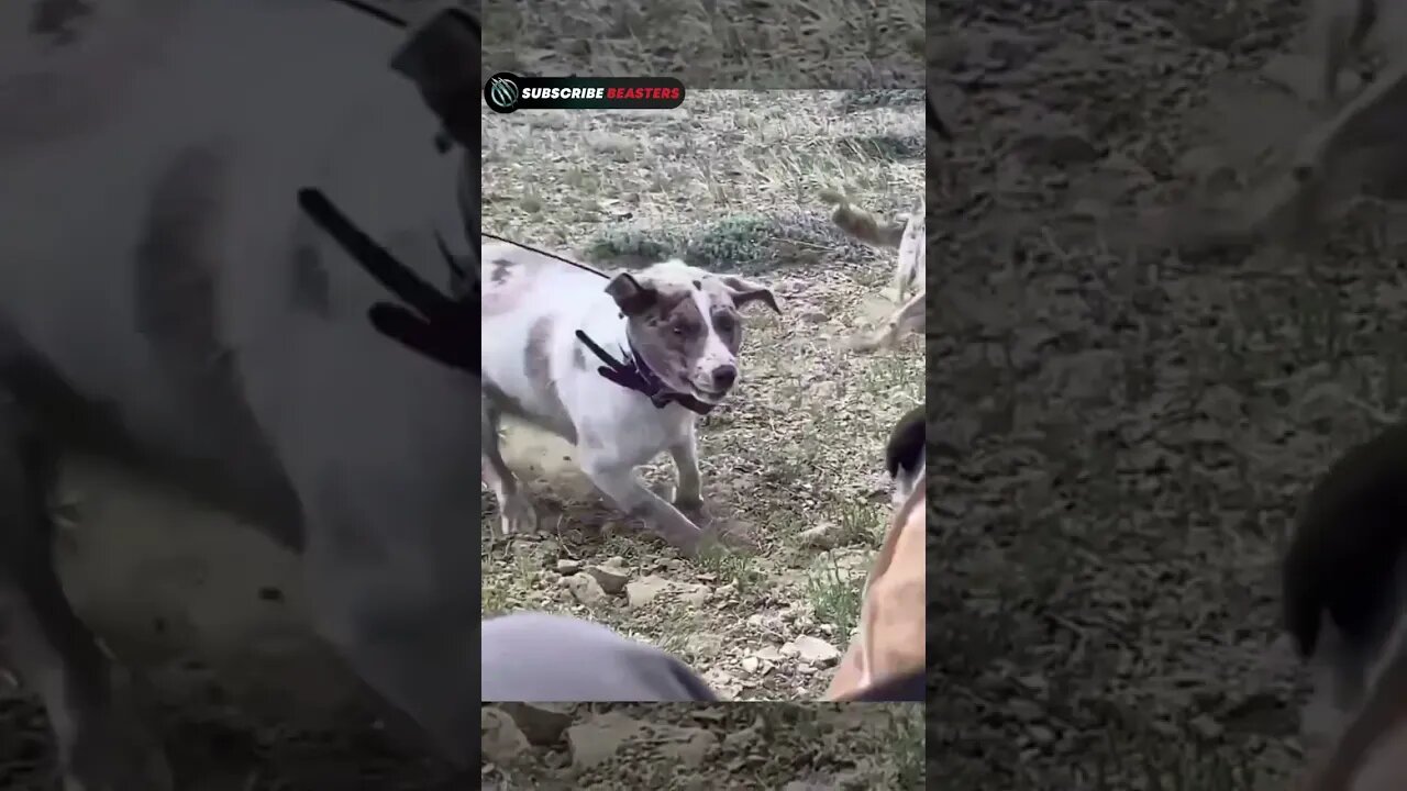 dog fighting and barking