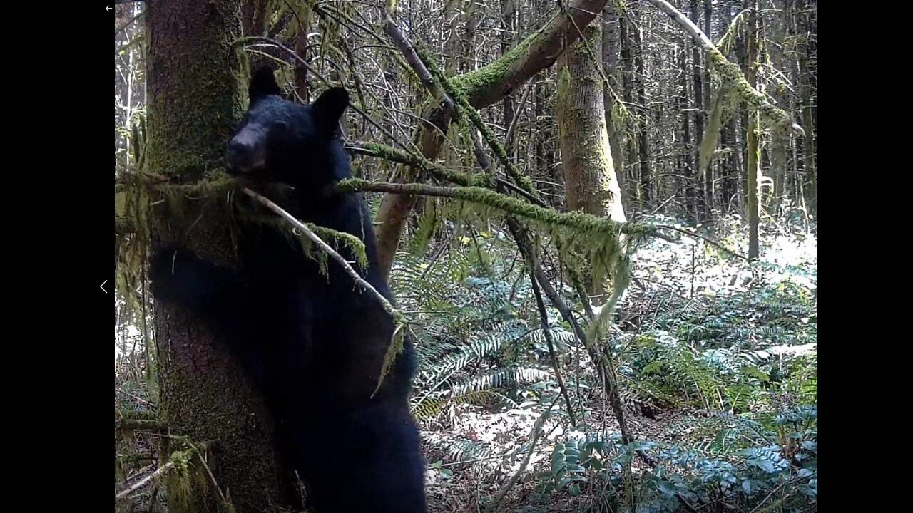 Black Bear Really Loves This Tree; He Can't Get Enough of It