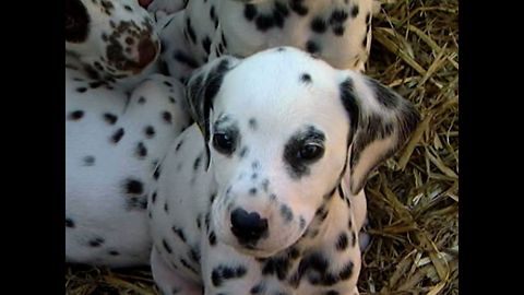 Dalmatian Has...16 Puppies!