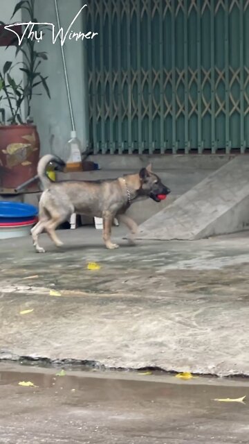 The dog I rescued has accepted to be my friend