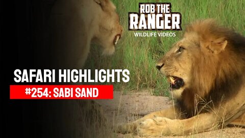 Safari Highlights #254: 22 - 25 February 2014 | Sabi Sand Nature Reserve | Latest Wildlife Sightings