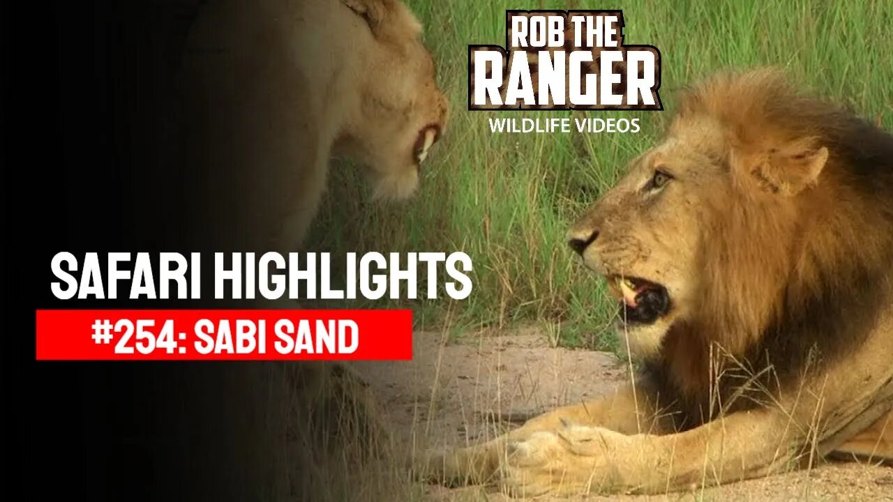 Safari Highlights #254: 22 - 25 February 2014 | Sabi Sand Nature Reserve | Latest Wildlife Sightings