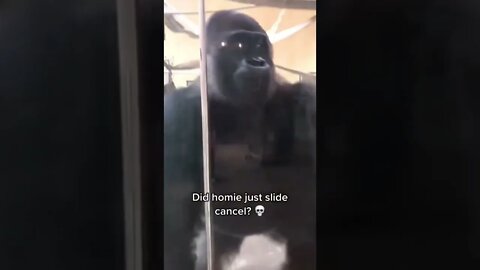 Bros too smooth 🤯🤯🤯#shorts #mlbcentral #funnyvideo #gorilla