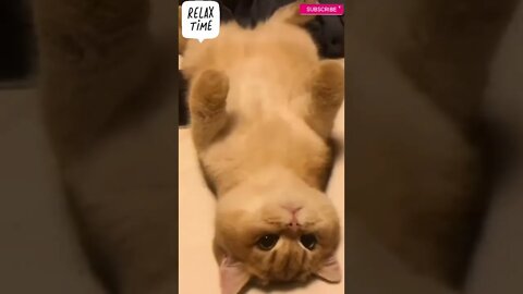 funny cat videos | cute cat videos| cute animals funny cats #shorts #shortsfunny #cutecat #funnycat