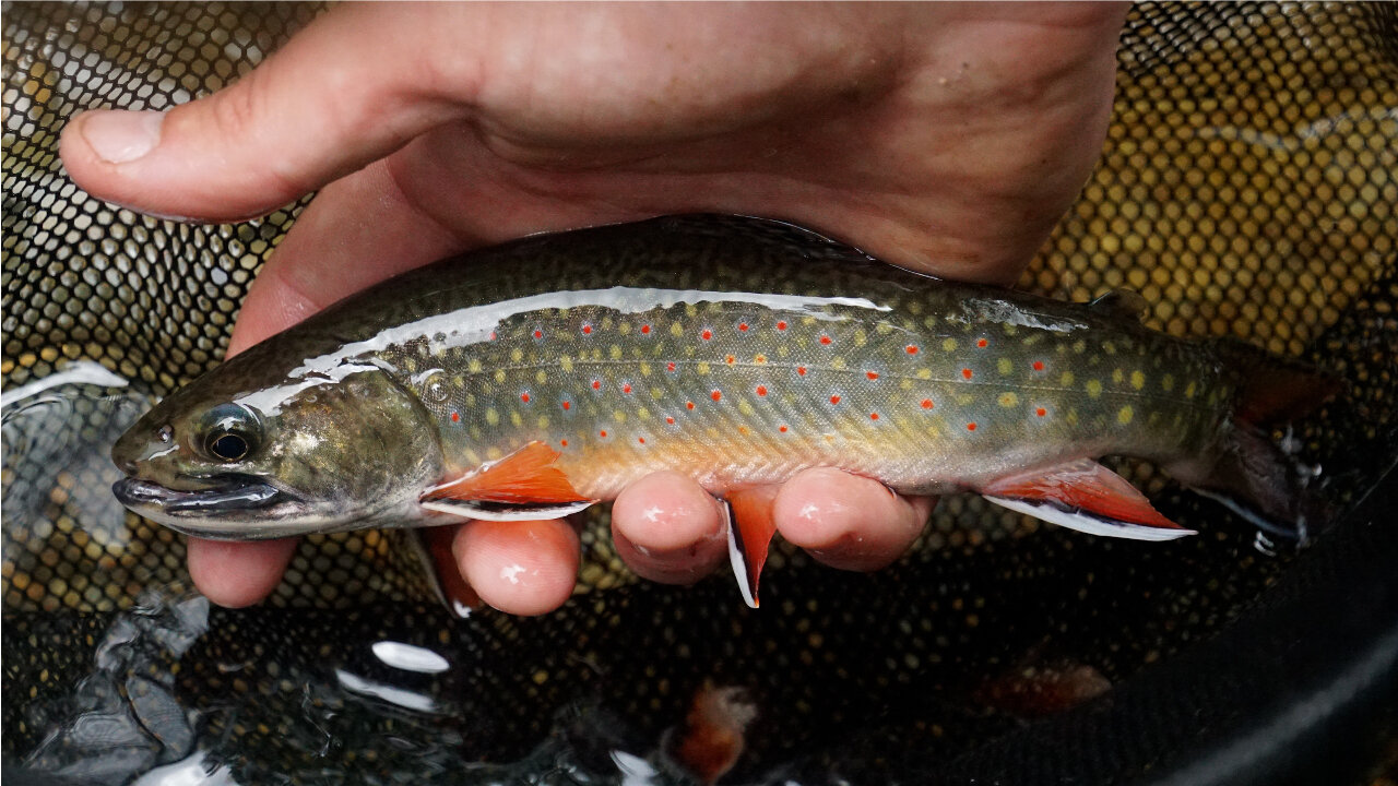 AWESOME Fishing on GORGEOUS Stream in the Smoky Mountains of NORTH CAROLINA - Part 2 of 2