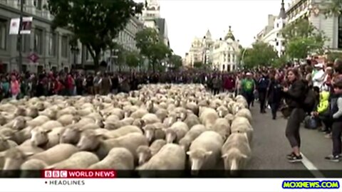 More Than 2,000 Sheep March Trough The Center Of Madrid!