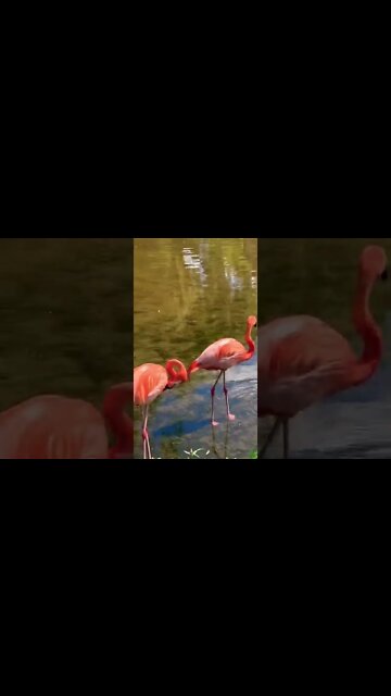 Flamingos are cool animals 🦩