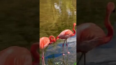 Flamingos are cool animals 🦩