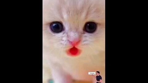 super_#cute_#little_#kitty_🐾🙈😱