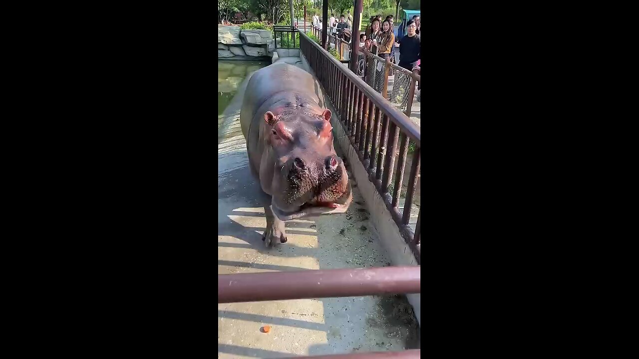 A. hippo feeding well