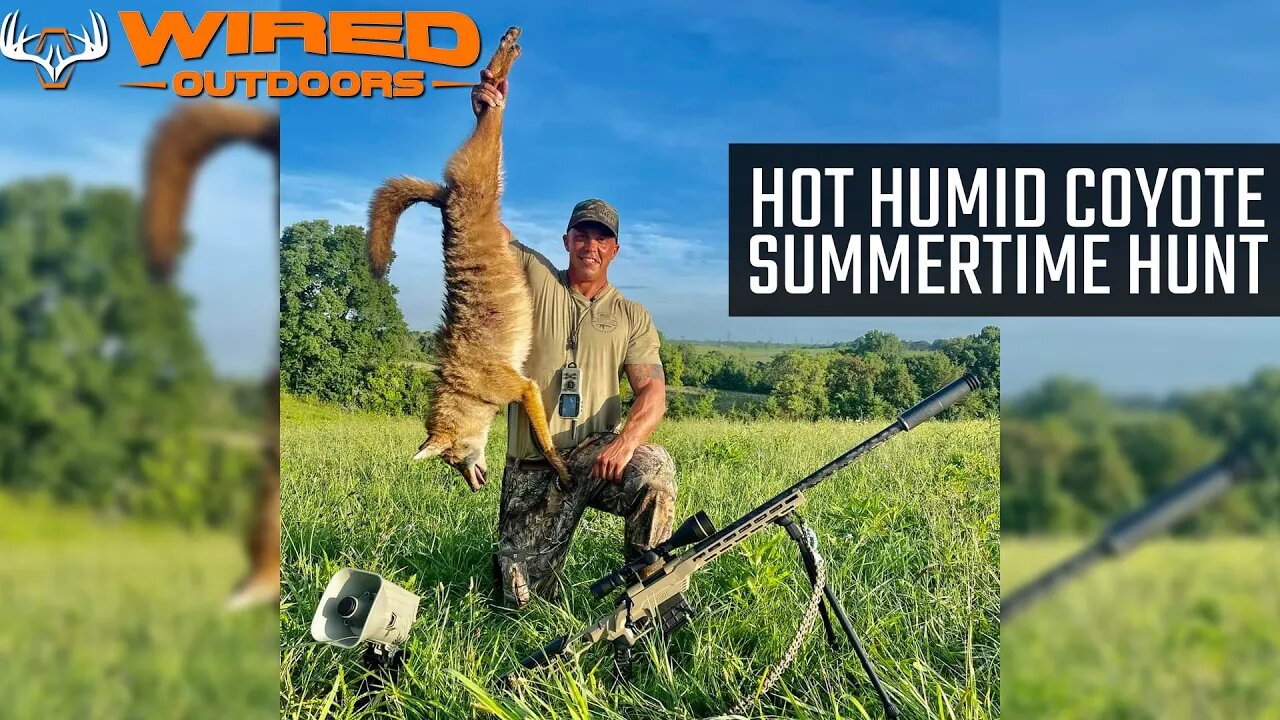 Hot Humid Coyote Summertime Hunt