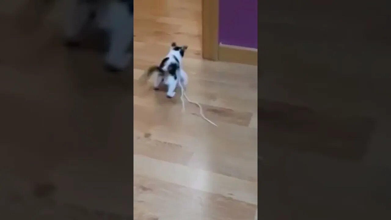 Cute kitten playing with rope cute video #shorts #cat #catlover