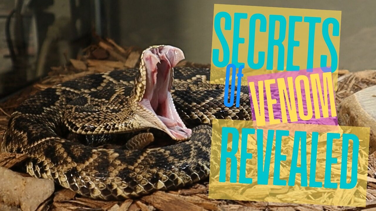 I Spent 30 Days Studying Snake Venom and Discovered a Secret!