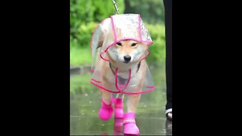 Look! My new raincoat ☔️☔️☔️🌈🌈🌈💧💧💧#shorts