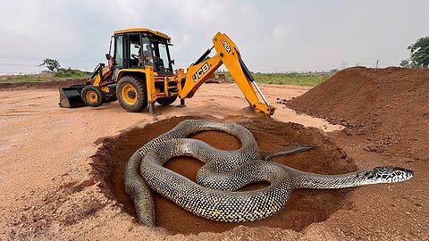 Snake Show The Driver JCB Working Place | Attack On Driver | Making Pond On Snake Areas #snake #jcb