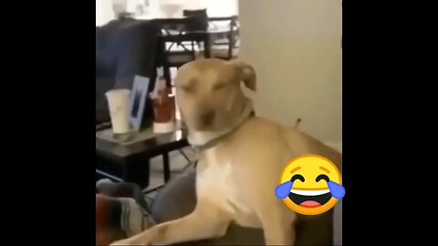 Cute Cat and Dog funny 🤣 video