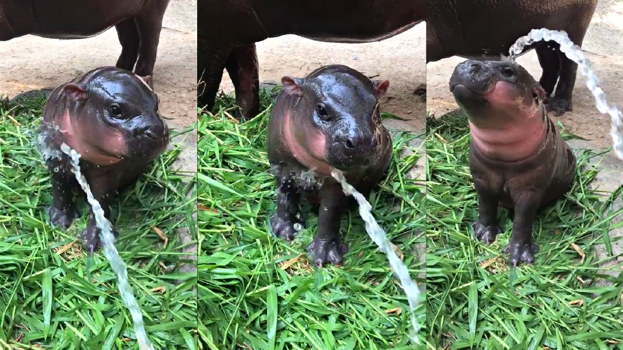 baby hippopotamus playing with water | baby hippo drinking water