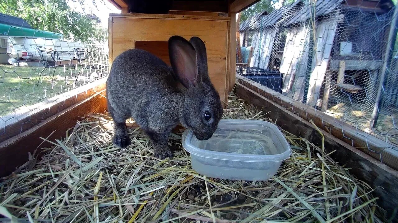 A long morning with young female rabbits in their hutch