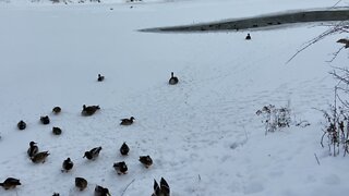 Ducks James Gardens Humber River