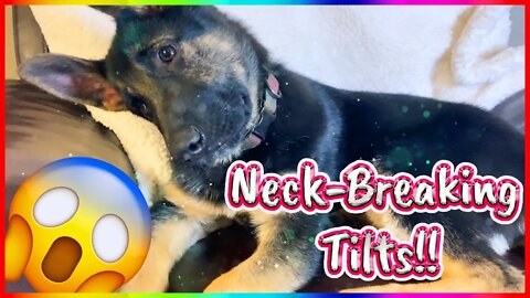 German Shepherd Head Tilt Compilation! Java tilts 180 I guess