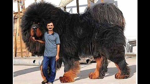 Top 5 Heaviest Dog Breeds in the world